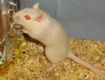 gerbil