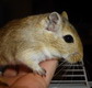 gerbil
