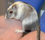 gerbil