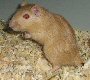 gerbil