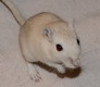 gerbil