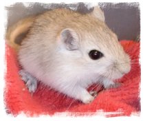 baby gray agouti gerbil