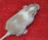 gerbil