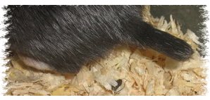 tail stub after injury