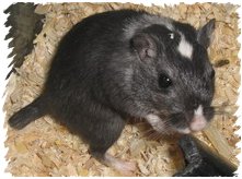 tail stub after injury