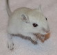 gerbil