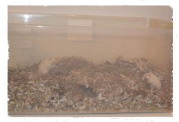 plastic bin half filled with bedding