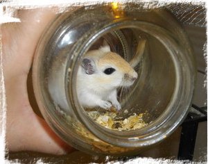 gerbil in a jar