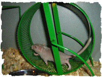 Lexi having a run on a wheel