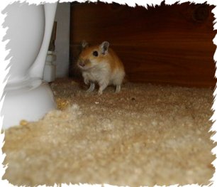 Gerbil on the floor