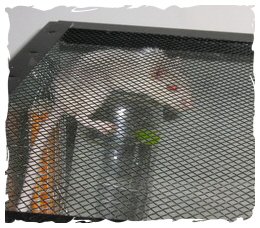 gerbil balanced on top of water bottle, just below screen cage top