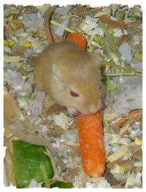 pup enjoying a carrot